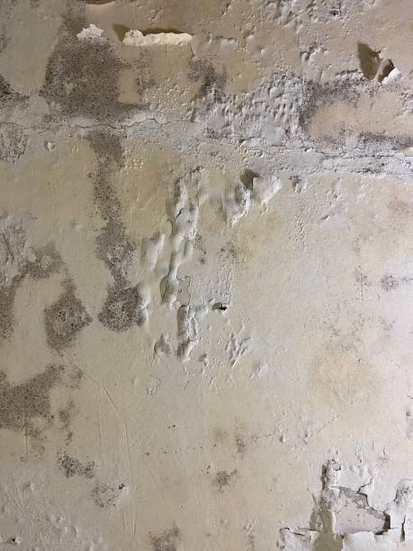 Best Local Mold Removal Service  in Asotin, WA