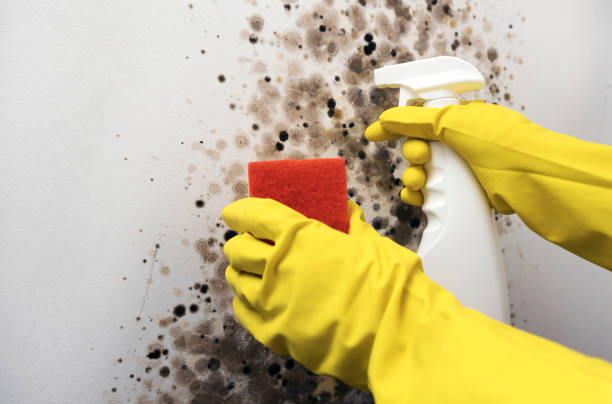 Best Residential Mold Removal  in Asotin, WA