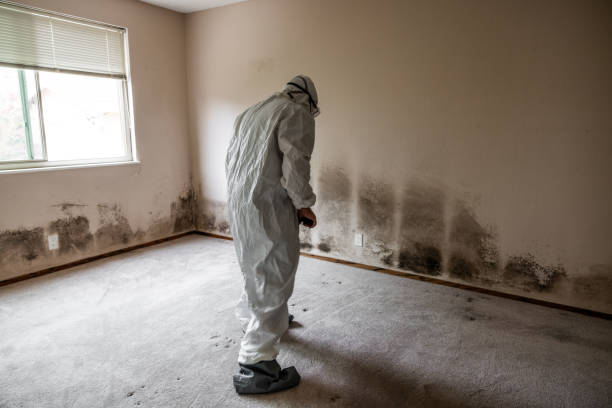 Best Attic Mold Removal  in Asotin, WA