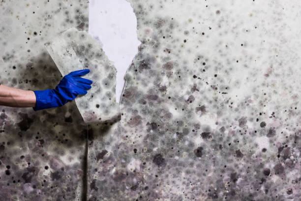 Best Emergency Mold Removal  in Asotin, WA